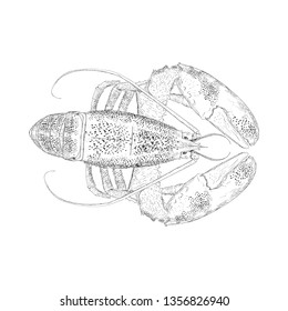 Hand drawn lobster illustration vector 