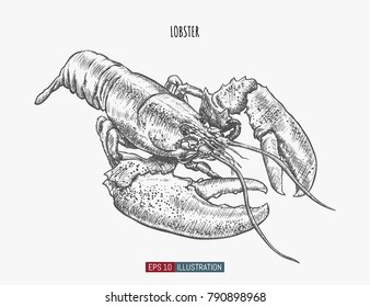 Hand drawn lobster isolated. Engraved style vector illustration. Template for your design works.