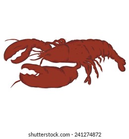 Hand drawn lobster isolated on white background