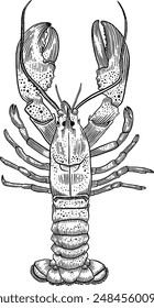 Hand drawn Lobster Sketch Illustration