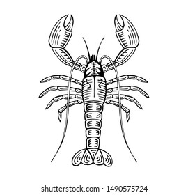 hand drawn lobster vector illustration, sea food