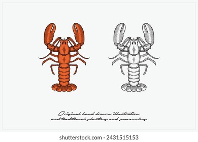 hand drawn lobster vector illustration