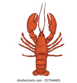 Hand drawn lobster vector illustration. Isolated on white.