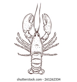 Hand Drawn Lobster. Vector Illustration.