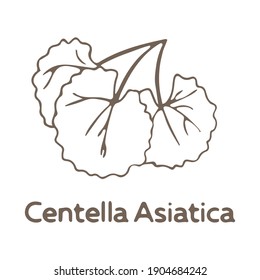 Hand drawn logo with leaves and stem of Centella Asiatica isolated on white background, vector illustration in sketch style, an ingredient of Korean cosmetics. Monochrome.