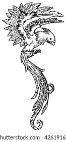 Hand drawn long tail bird illustration, vector