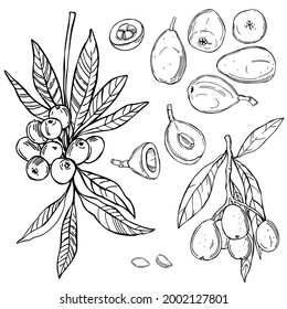 Hand drawn  Loquat fruit. Nispero. Eriobotrya Japonica on white background.Vector sketch  illustration.