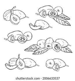 Hand drawn  Loquat fruit. Nispero. Eriobotrya Japonica on white background.Vector sketch  illustration.