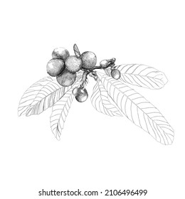 Hand drawn loquat plant. Elements for the graphic design of the labels and packaging. Medlar fruit and leaves. Eriobotrya japonica. Vector hand drawn illustration.