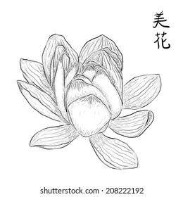 Hand drawn lotus flower with Chinese hieroglyphs meaning 'Beautiful flower'. Black and white vector illustration