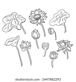 Hand drawn lotus flower isolate vector set.Hand drawn romantic beautiful line art of Lotus,Hand drawn lotus flower isolate vector set