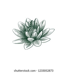 Hand Drawn Lotus flower Sketch Symbol isolated on white background. Vector 
Lotus In Trendy Style. Yoga hand drawing sketches elements