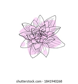 Hand drawn Lotus flower. Sketch a black outline on a pink background. Vector illustration isolated