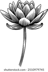 Handgezeichnete Lotus Blume Wasser Lilie Skizze Illustration Gravur Holzschnitt Vintage Stil Vektor Linie Kunst