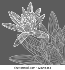 Hand drawn lotus flower. White lotus on dark background.