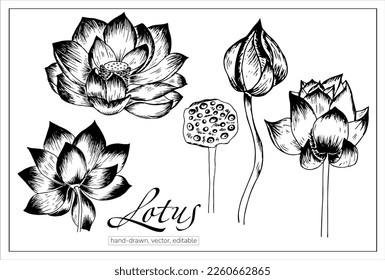 Hand drawn lotus flowers. Vector, isolated on white water lily for botanic books, articles, decoration.