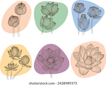 Hand Drawn Lotus Flowers Vector Illustration