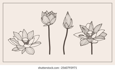 Hand drawn lotus or water lily flowers. Lotus flowers outline for coloring pages, wallpapers, covers and publications
