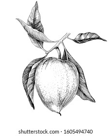 Handgezeichnete Lucuma-Früchte auf einem Ast. Superfood. Vektorgrafik im Retro-Stil