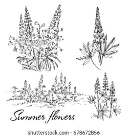 Hand drawn lupine flowers set. Summer bouquet with wild flowers. Sketch, vector illustration.