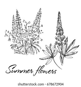 Hand drawn lupine flowers set. Summer bouquet with wild flowers. Sketch, vector illustration.