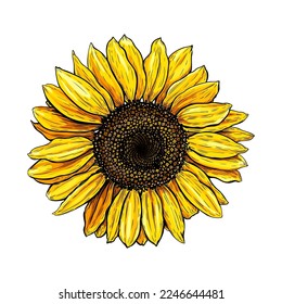 Hand drawn luxurious Sunflower. Vector illustration of plant for floral design. Colored sketch of wildflower  Sunflower isolated on a white background. Beautiful Helianthus. Clip art for rustic design