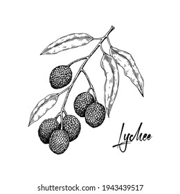 Hand drawn lychee branch isolated on white background. Vector illustration in detail sketch style