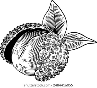 Hand drawn Lychee Fruit Sketch Illustration