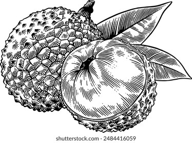 Hand drawn Lychee Fruit Sketch Illustration