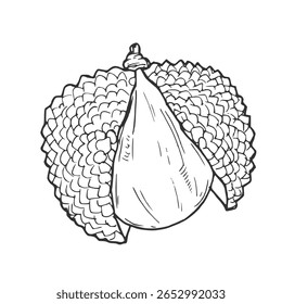 Dibujado a mano ilustración de boceto de fruta de lichi