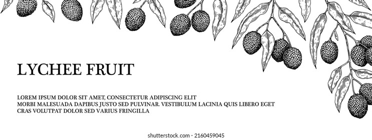 Hand drawn lychee horizontal design for packaging, banners, advertising, newsletters. Vector illustration in sketch style