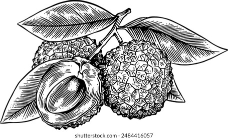 Hand drawn Lychee Plant Sketch Illustration