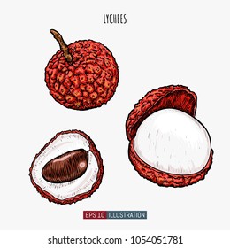Hand drawn lychees isolated. Template for your design works. Engraved style vector illustration.