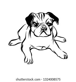 Hand drawn lying pug puppy dog. Vector sketch black isolated animal pet illustration on white background.