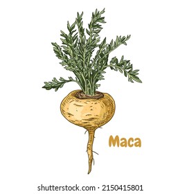 Hand drawn maca with leaves. Superfood. Vector illustration isolated on white background.