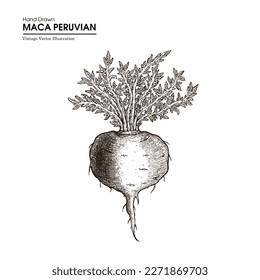 Hand drawn maca peruvian. Maca root ( Peruvian ginseng). Hand drawn root of maca. Vector black ink hand drawn maca  root twig illustration.