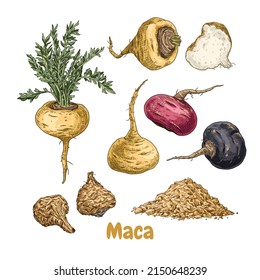 Hand drawn maca. Set sketches with maca plant, dried maca, powder, whole and cut in half. Superfood. Vector illustration isolated on white background.