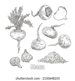 Hand drawn maca. Set sketches with maca plant, dried maca, powder, whole and cut in half. Superfood. Vector illustration isolated on white background.