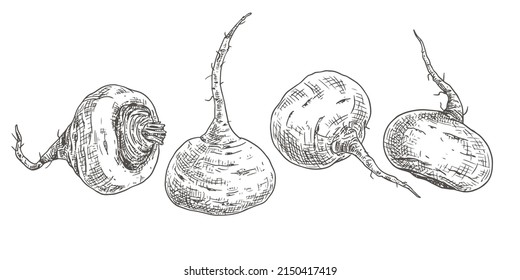 Hand drawn maca. Superfood. View from different angles. Vector illustration isolated on white background.