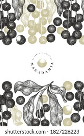 Hand drawn macadamia branch and kernels design template. Organic food vector illustration on white background. Retro nut illustration. Engraved style botanical banner.