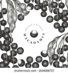 Hand drawn macadamia branch and kernels design template. Organic food vector illustration on white background. Retro nut illustration. Engraved style botanical banner.