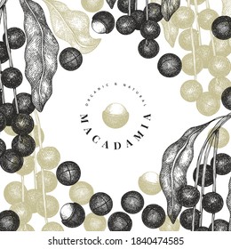 Hand drawn macadamia branch and kernels design template. Organic food vector illustration on white background. Retro nut illustration. Engraved style botanical banner.