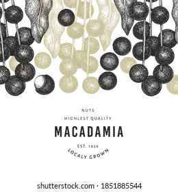 Plantilla de diseño de ramas y núcleos de macadamia dibujada a mano. Ilustración vectorial de alimentos orgánicos sobre fondo blanco. Ilustración de tuerca retro. Banner botánico de estilo grabado.