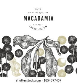 Hand drawn macadamia branch and kernels design template. Organic food vector illustration on white background. Retro nut illustration. Engraved style botanical banner.
