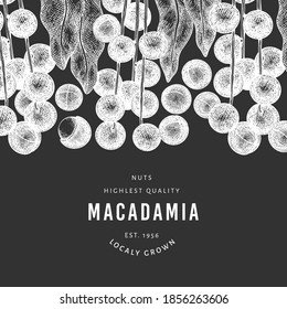 Hand drawn macadamia branch and kernels design template. Organic food vector illustration on chalk board. Vintage nut illustration. Engraved style botanical banner.