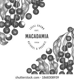 Plantilla de diseño de ramas y núcleos de macadamia dibujada a mano. Ilustración vectorial de alimentos orgánicos sobre fondo blanco. Ilustración de tuerca retro. Banner botánico de estilo grabado.