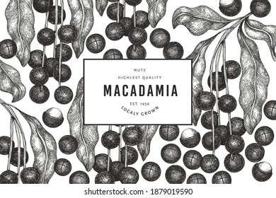 Handgezeichnete Makadamia-Filiale und Kernel-Design-Vorlage. Organische Lebensmittelvektorgrafik auf weißem Hintergrund. Retro-Nuss-Illustration. Botanischer Banner im Stilstil.