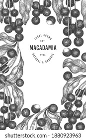 Plantilla de diseño de ramas y núcleos de macadamia dibujada a mano. Ilustración vectorial de alimentos orgánicos sobre fondo blanco. Ilustración de tuerca retro. Banner botánico de estilo grabado.