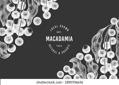 Plantilla de diseño de ramas y núcleos de macadamia dibujada a mano. Ilustración vectorial de alimentos orgánicos en pizarra de tiza. Ilustración de tuerca de vintage. Banner botánico de estilo grabado.