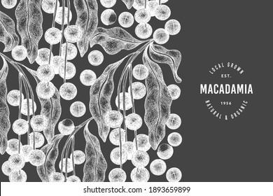 Hand drawn macadamia branch and kernels design template. Organic food vector illustration on chalk board. Vintage nut illustration. Engraved style botanical banner.